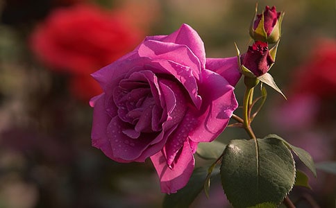 ���x�¼�����300�ֺϼ�10ƪ