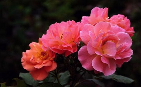 我家的月季作文