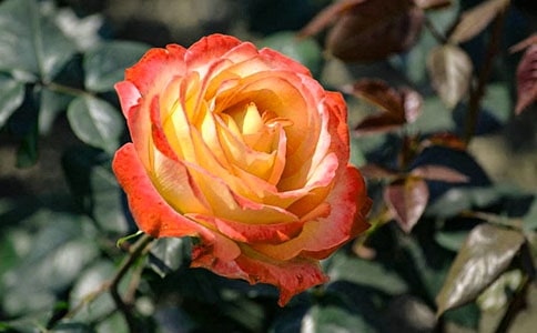 月季花作文(優(yōu)選)