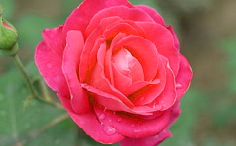 描寫(xiě)月季花的作文片段