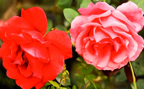 2023年通用形容月季花的句子26句