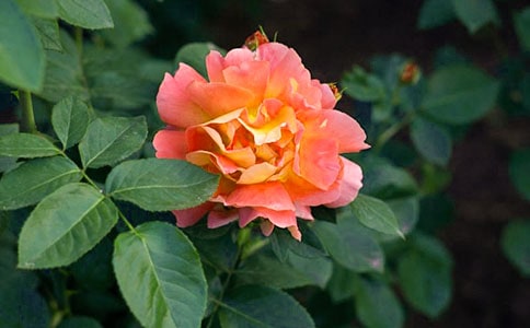 精選形容月季花的句子集錦43句