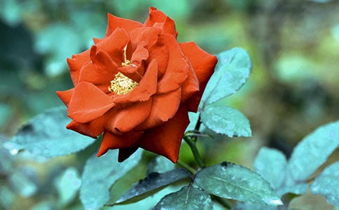 關(guān)于月季花的作文300字