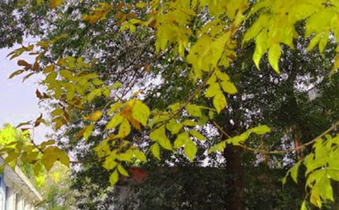 ���x�°��簲�����Z����20�l