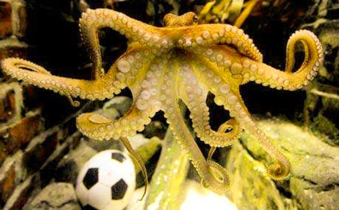 大班美術(shù)教案:淘氣的章魚