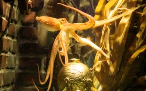 ��឵���һ�l�����~(y��)����