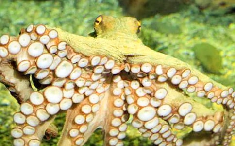 章魚(yú)小班美術(shù)教案