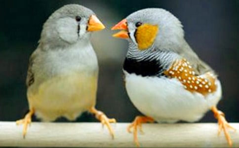 讀《珍珠鳥》有感集錦15篇