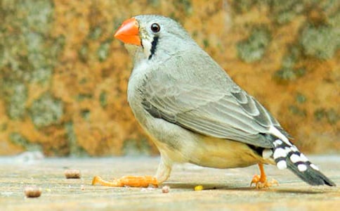 珍珠鳥(niǎo)的優(yōu)秀教案設(shè)計(jì)