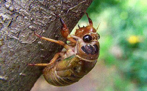 ׽֪������