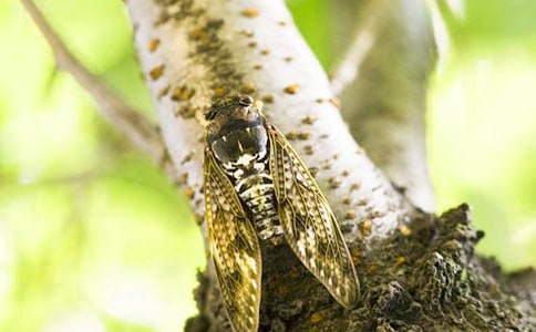 知了學(xué)習(xí)小學(xué)作文