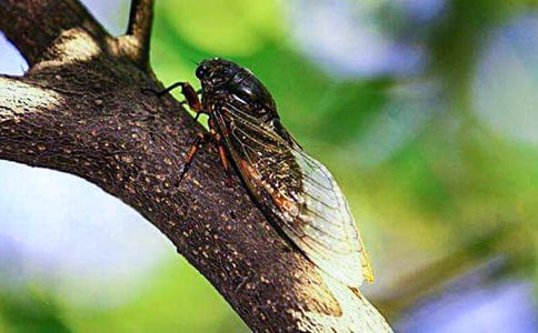 ׽֪������