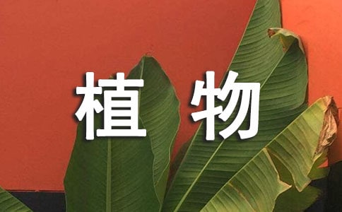 800字植物觀察日記:小蓬草