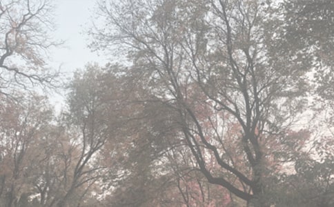 參觀植物園的心得體會