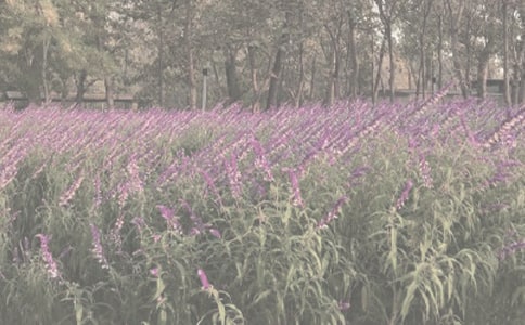 西雙版納植物園導(dǎo)游詞