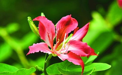 紫荊花的作文優(yōu)秀(4篇)