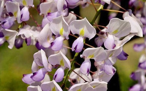 �茑���ٻ��ľ���