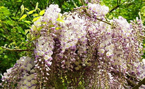 紫藤花作文精華(3篇)