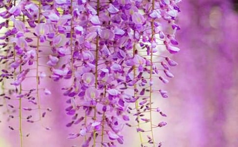 小班美術(shù)手指畫紫藤花教案