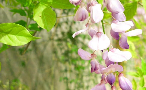 紫藤花作文3篇(熱門)