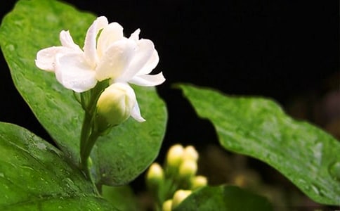 關于寫花的作文 茉莉花開