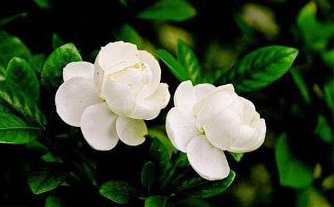 實(shí)用的茉莉花年級作文匯編8篇