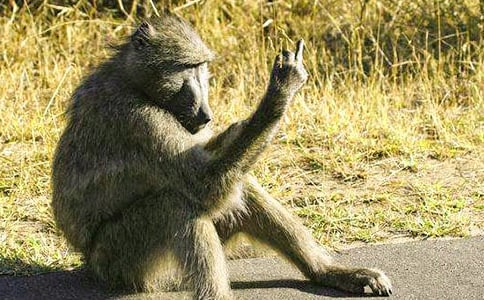 小學(xué)六年級(jí)作文:悼狒狒