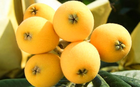 枇杷的作文300字(精)