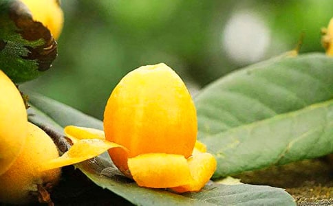 我愛故鄉(xiāng)的白沙枇杷200字作文