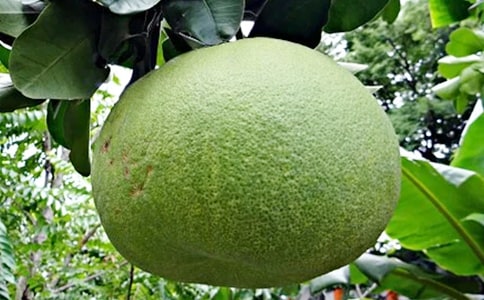 中班美術(shù)優(yōu)秀教案《柚子畫(huà)》