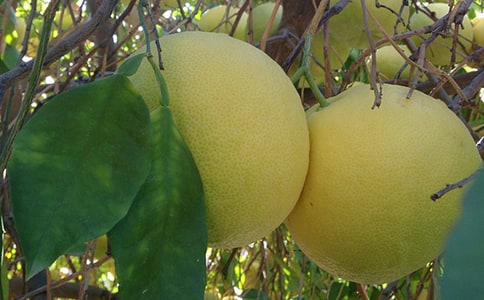 柚子傳真情作文