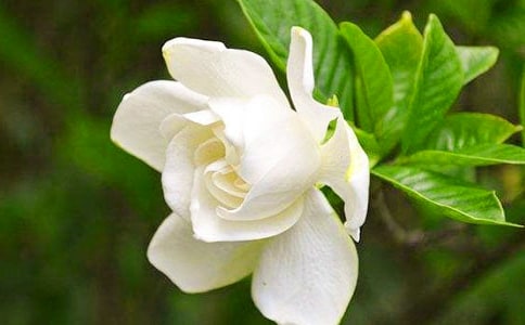 梔子花作文精品8篇