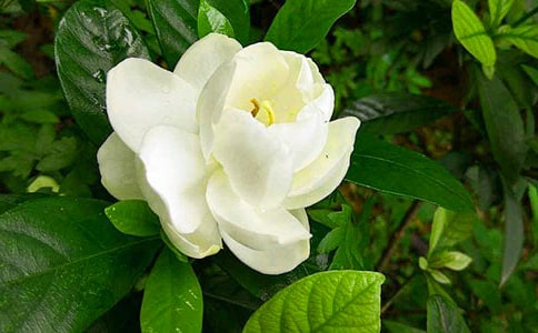 (熱)梔子花作文4篇