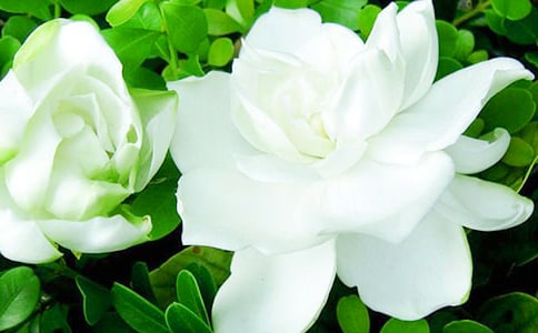 (精華)梔子花作文