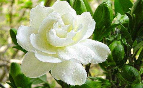 關(guān)于梔子花的句子