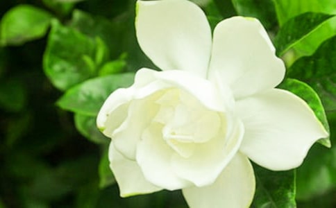 梔子花開~~作文