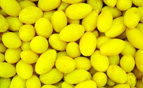 《白色橄欖樹(shù)》讀后感(精選16篇)