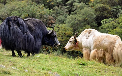 ø���Ƃ���ţ���ҵ���ԴѪ�ܾo�����D�Qø������