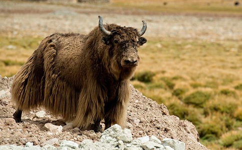 白牦牛選育提高