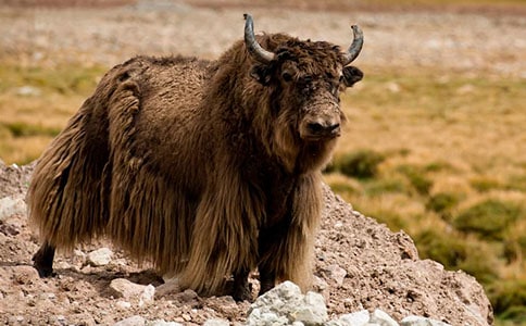 ��ţ��ǜ���������ʲô��