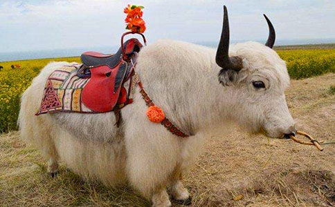 ����CUE-MATE����+D-PG���T��������ţͬ�ڰl(f��)���Ч���^��