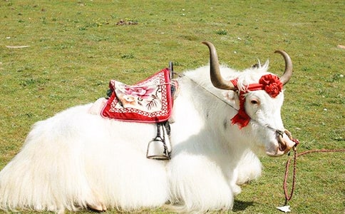 牦牛的營(yíng)養(yǎng)價(jià)值有哪些