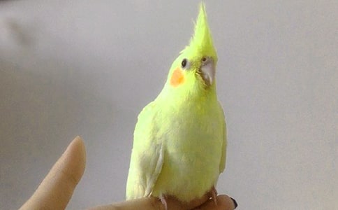 可愛的牡丹鸚鵡優(yōu)秀作文