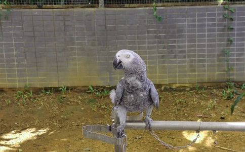 伯克氏草原鸚鵡