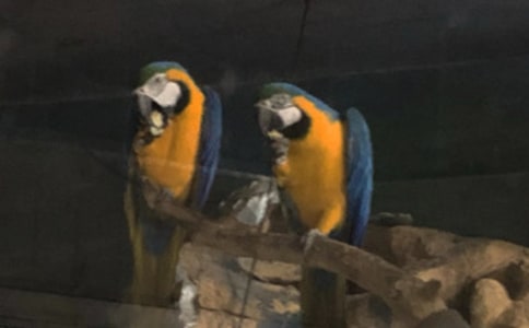 鸚鵡作文600字(經(jīng)典)