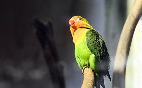 虎皮鸚鵡作文(大全15篇)