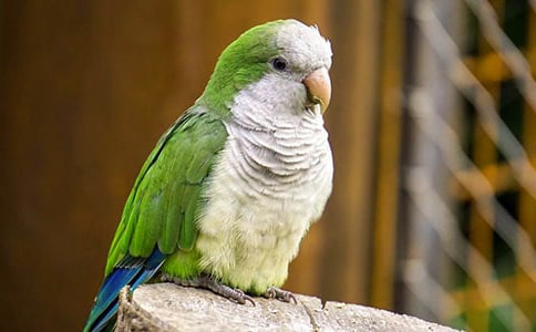 �ɐ۵�С�W�^����