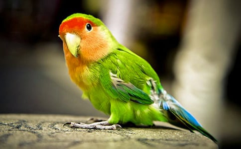 黃藍(lán)金剛鸚鵡