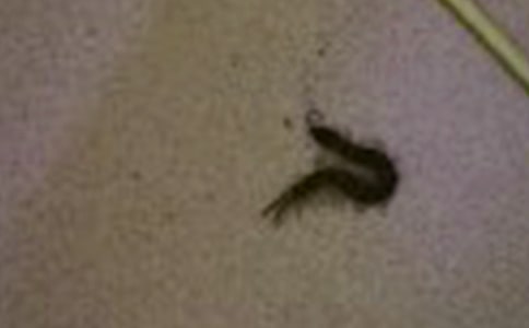 描寫(xiě)蜈蚣的句子