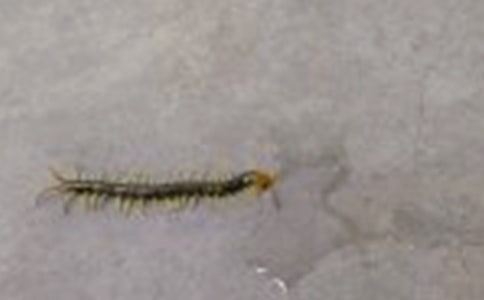 有關(guān)蜈蚣的歇后語